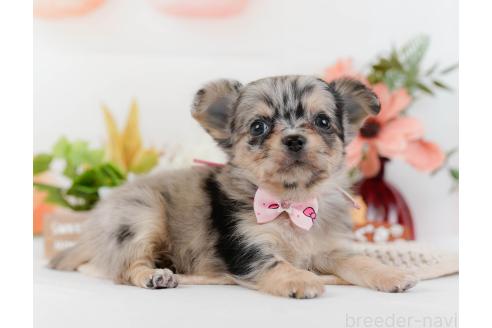 成約済の神奈川県のチワワ(ロングコート)-357222の7枚目