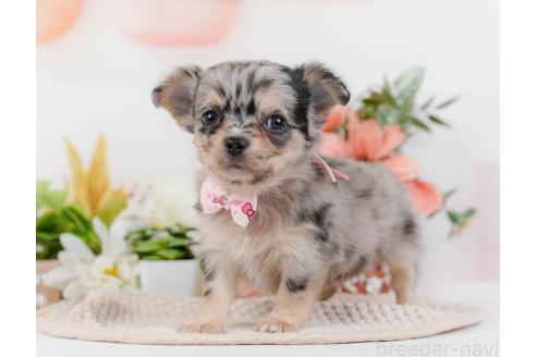 成約済の神奈川県のチワワ(ロングコート)-357222の6枚目