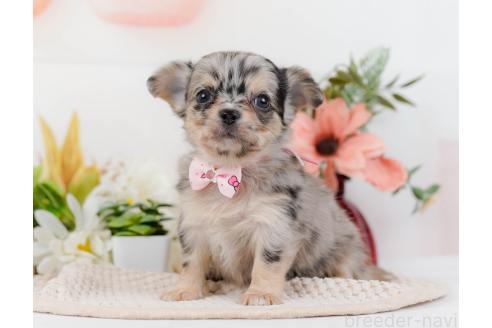 成約済の神奈川県のチワワ(ロングコート)-357222の5枚目