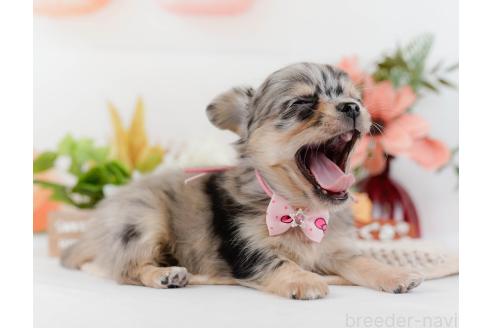 成約済の神奈川県のチワワ(ロングコート)-357222の4枚目