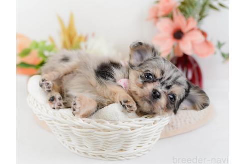 成約済の神奈川県のチワワ(ロングコート)-357222の3枚目