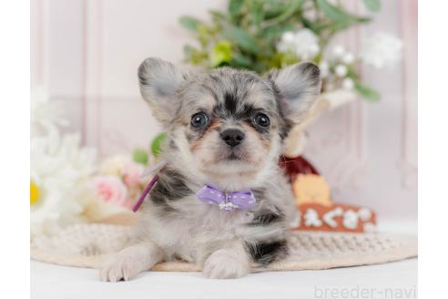 成約済の神奈川県のチワワ(ロングコート)-357224の9枚目