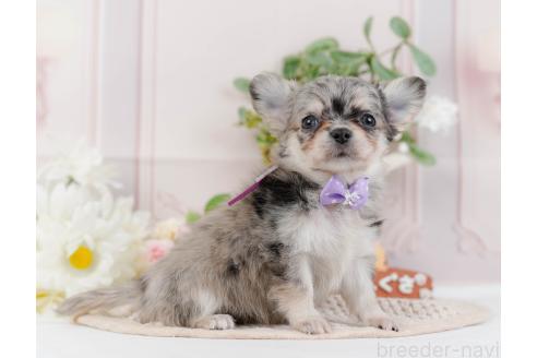 成約済の神奈川県のチワワ(ロングコート)-357224の8枚目