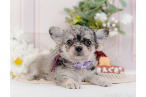 成約済の神奈川県のチワワ(ロングコート)-357224の7枚目