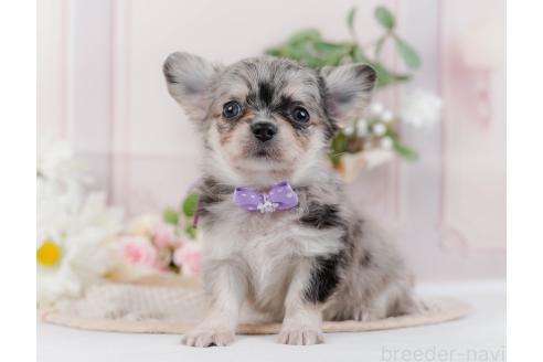 成約済の神奈川県のチワワ(ロングコート)-357224の6枚目