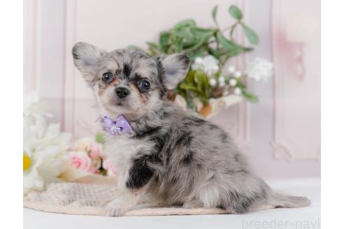 成約済の神奈川県のチワワ(ロングコート)-357224の5枚目