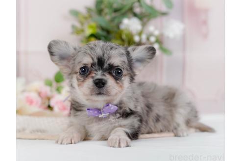 成約済の神奈川県のチワワ(ロングコート)-357224の4枚目