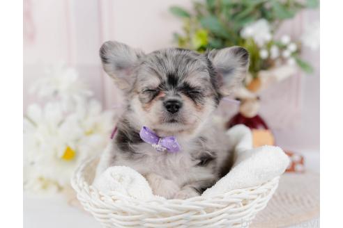 成約済の神奈川県のチワワ(ロングコート)-357224の3枚目