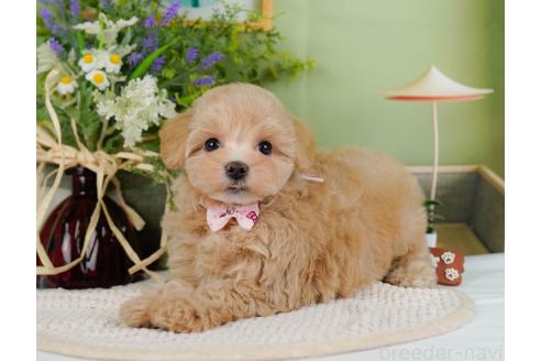 成約済の神奈川県のマルプー:マルチーズ×トイプードル-357230の7枚目