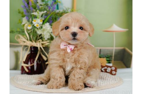 成約済の神奈川県のマルプー:マルチーズ×トイプードル-357230の6枚目