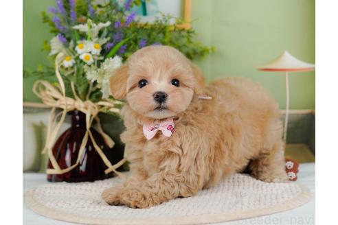 成約済の神奈川県のマルプー:マルチーズ×トイプードル-357230の5枚目