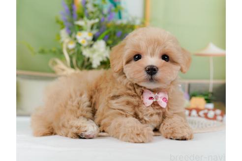 成約済の神奈川県のマルプー:マルチーズ×トイプードル-357230の4枚目