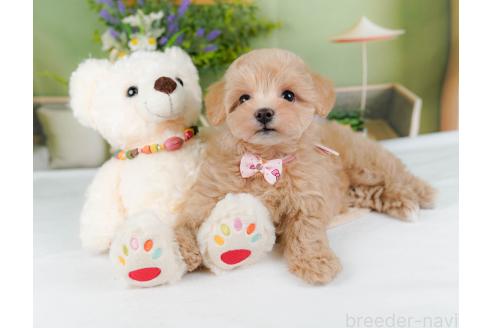 成約済の神奈川県のマルプー:マルチーズ×トイプードル-357230の3枚目