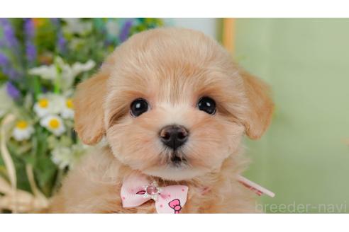 成約済の神奈川県のマルプー:マルチーズ×トイプードル-357230の1枚目