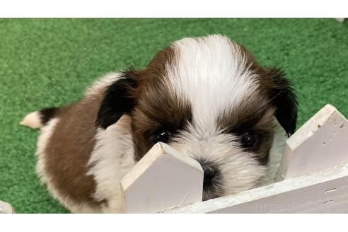 成約済の大阪府のシーズー-356690の1枚目