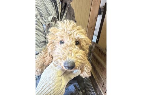 成約済の北海道のミニチュアプードル-347762の2枚目