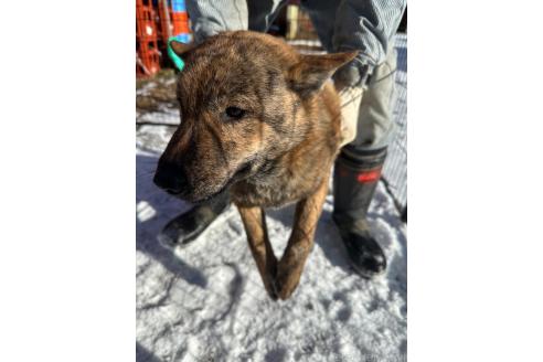 成約済の北海道の北海道犬-340003の5枚目