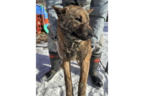 成約済の北海道の北海道犬-340003の4枚目