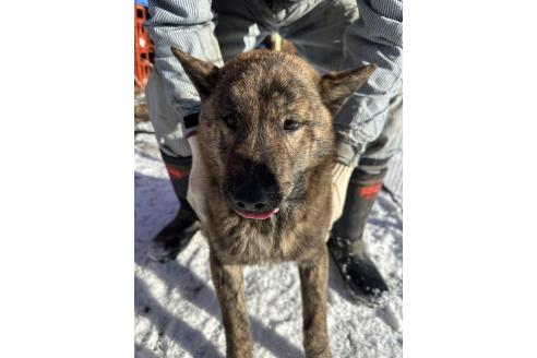 成約済の北海道の北海道犬-340005の4枚目