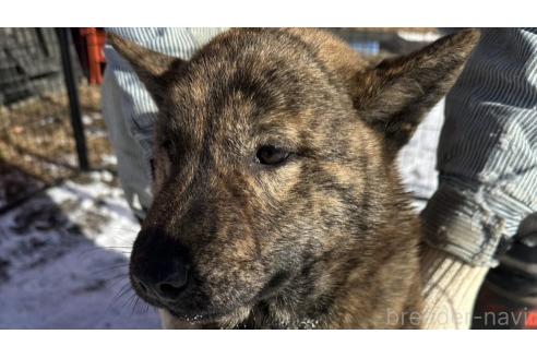 成約済の北海道の北海道犬-340005の2枚目