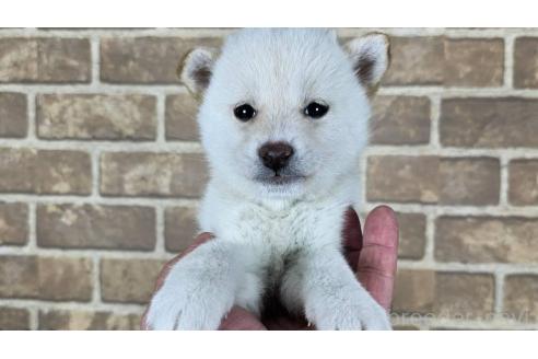成約済の和歌山県の豆柴-357319の1枚目