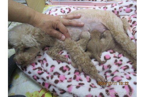 成約済の大阪府のタイニープードル-357168の19枚目