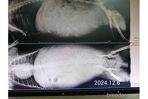 成約済の大阪府のタイニープードル-357168の20枚目