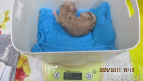 成約済の大阪府のタイニープードル-357168の18枚目