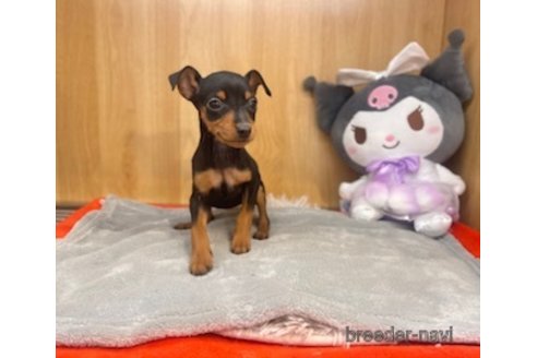 成約済の愛知県のミニチュアピンシャー(ミニピン)-357172の5枚目