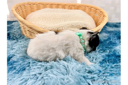 成約済の埼玉県のチワワ(ロングコート)-355556の4枚目