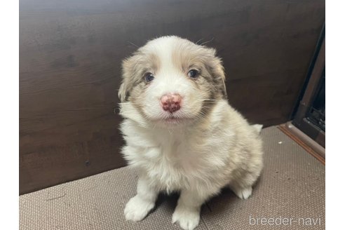 成約済の東京都のボーダーコリー-357187の3枚目