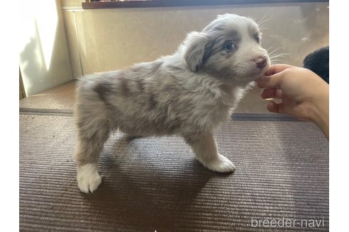 成約済の東京都のボーダーコリー-357187の5枚目