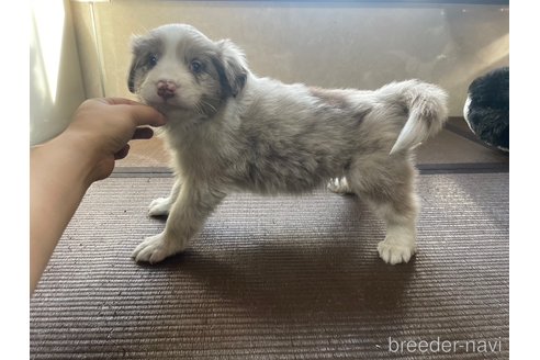 成約済の東京都のボーダーコリー-357187の6枚目