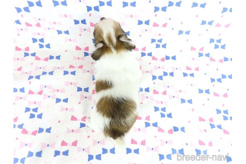 成約済の千葉県のチワワ(ロングコート)-354672の32枚目