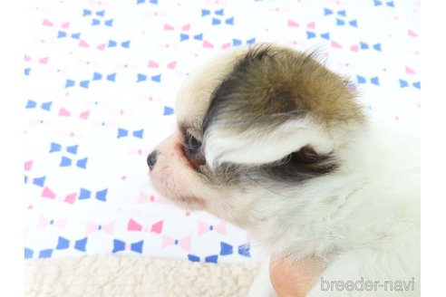 成約済の千葉県のチワワ(ロングコート)-354674の11枚目