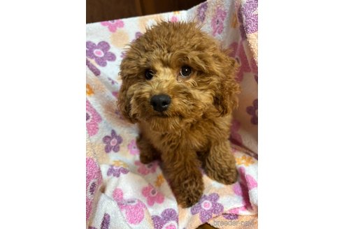 成約済の茨城県のコッカプー:アメリカンコッカースパニエル×トイプードル-331023の7枚目