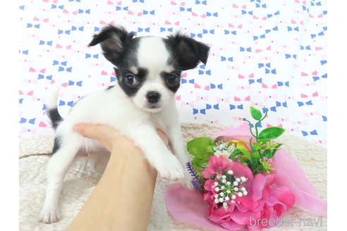 成約済の千葉県のチワワ(ロングコート)-351709の33枚目