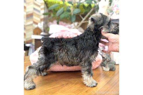 成約済の大阪府のミニチュアシュナウザー-357211の9枚目
