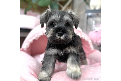 成約済の大阪府のミニチュアシュナウザー-357211の8枚目