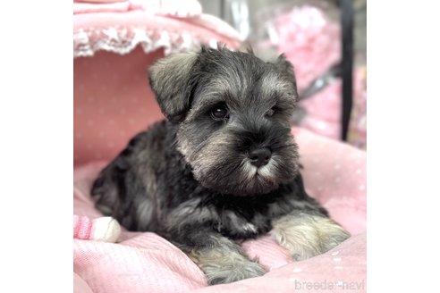 成約済の大阪府のミニチュアシュナウザー-357211の7枚目