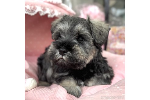 成約済の大阪府のミニチュアシュナウザー-357211の6枚目