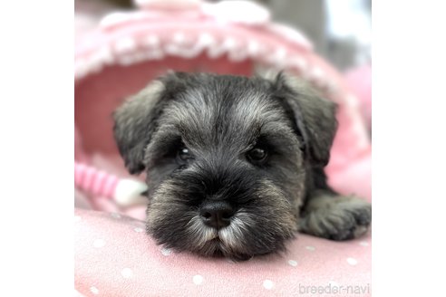 成約済の大阪府のミニチュアシュナウザー-357211の5枚目