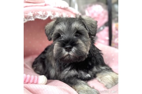 成約済の大阪府のミニチュアシュナウザー-357211の4枚目