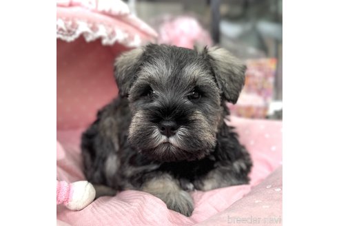 成約済の大阪府のミニチュアシュナウザー-357211の3枚目