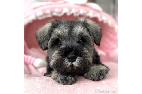 成約済の大阪府のミニチュアシュナウザー-357211の2枚目