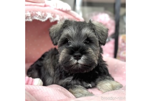 成約済の大阪府のミニチュアシュナウザー-357211の1枚目