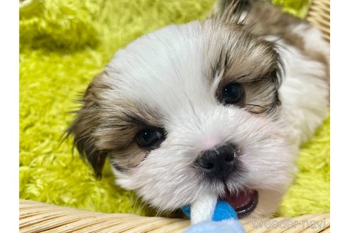 成約済の秋田県のマルシーズー:マルチーズ×シーズー-357223の4枚目