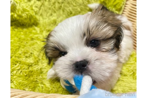 成約済の秋田県のマルシーズー:マルチーズ×シーズー-357223の5枚目