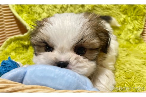 成約済の秋田県のマルシーズー:マルチーズ×シーズー-357223の6枚目