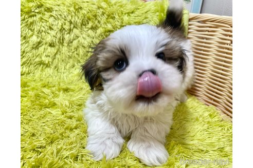 成約済の秋田県のマルシーズー:マルチーズ×シーズー-357223の8枚目